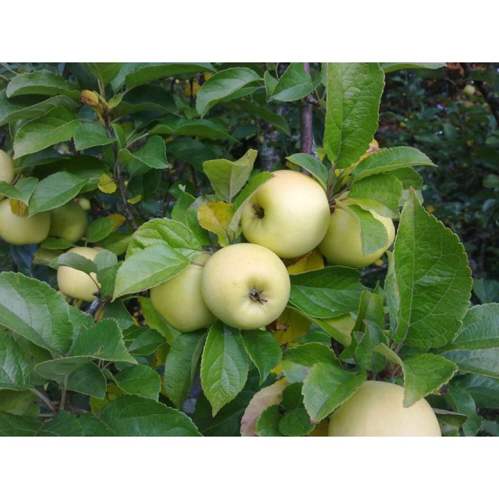 Omena Malus Domestica Borgovskoje
