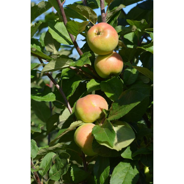 Omena Malus Domestica Ananaskaneli
