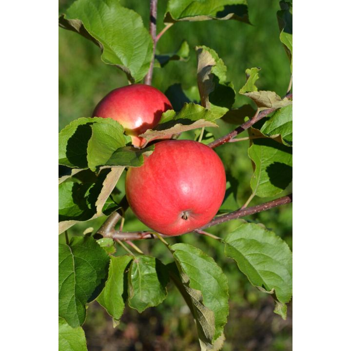 Omena Malus Domestica Railamo