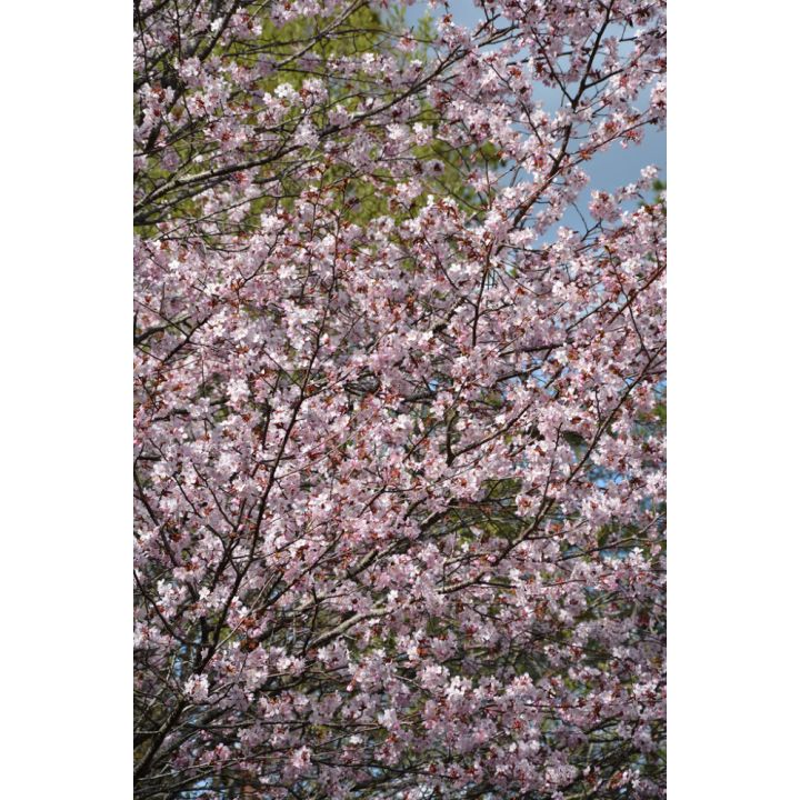 Rusokirsikka Prunus Sargentii