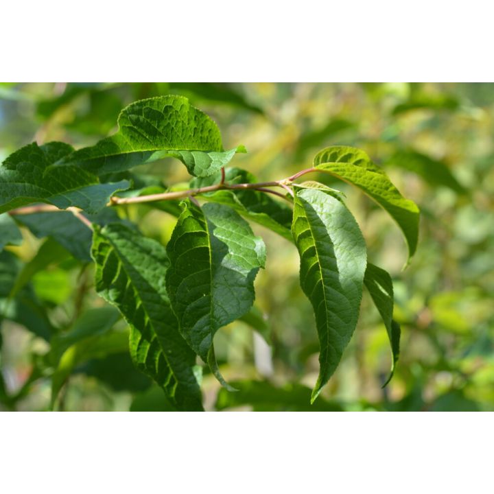 Tuohituomi Prunus Maackii