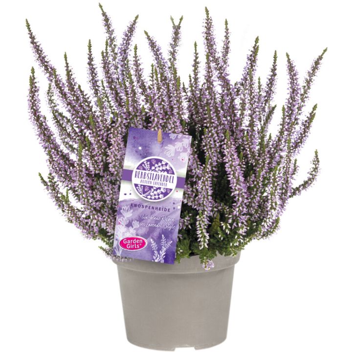 Kanerva Calluna Vulgaris Herbstlavendel P13