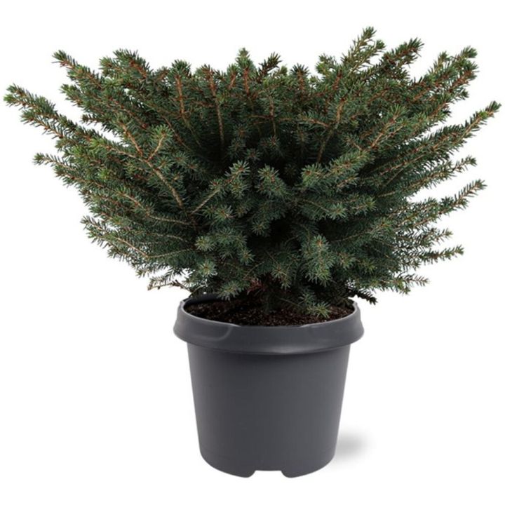 Pesäkuusi Picea Abies Nidiformis