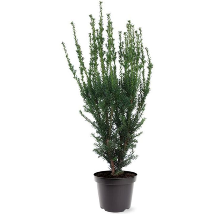 Kartiomarjakuusi Taxus Media Hillii