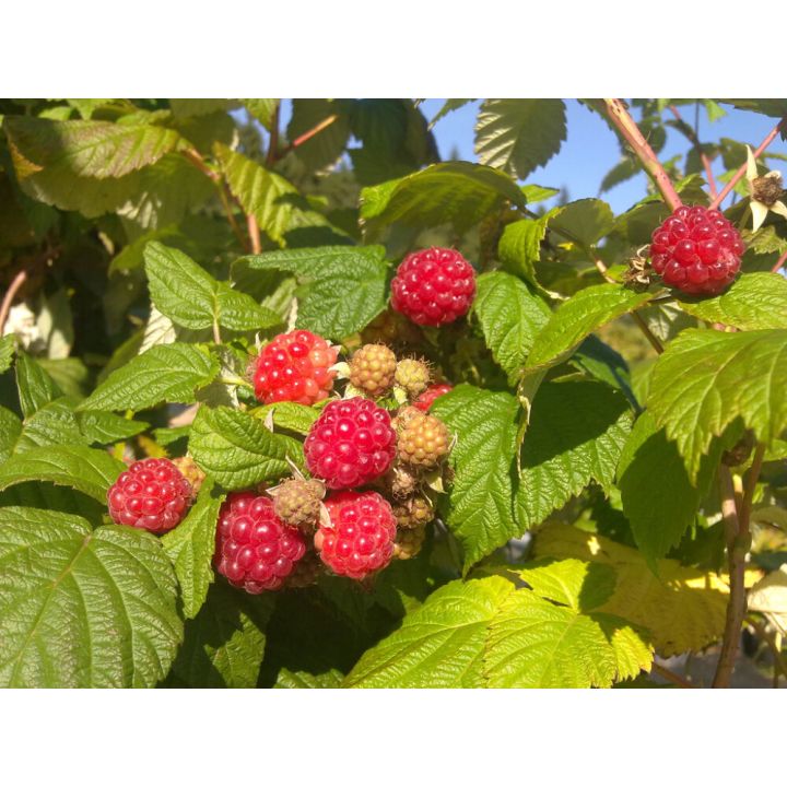 Vadelma Rubus Idaeus Jenkka