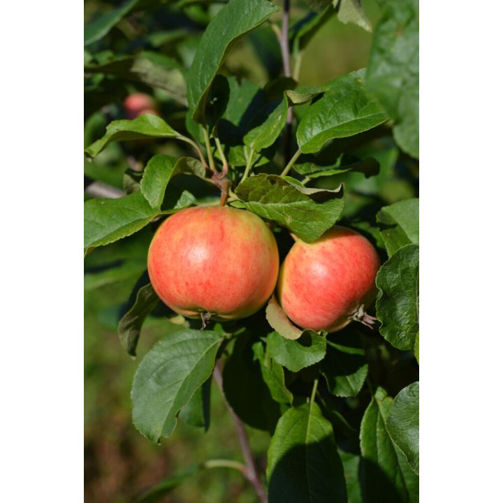 Omena Malus Domestica Keltakaneli