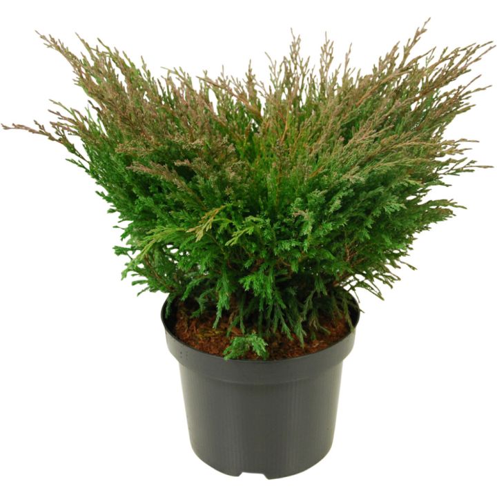 Maljakataja Juniperus Horizontalis Andorra Compact