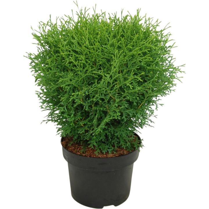 Pallotuija Thuja Occidentalis Tiny Tim