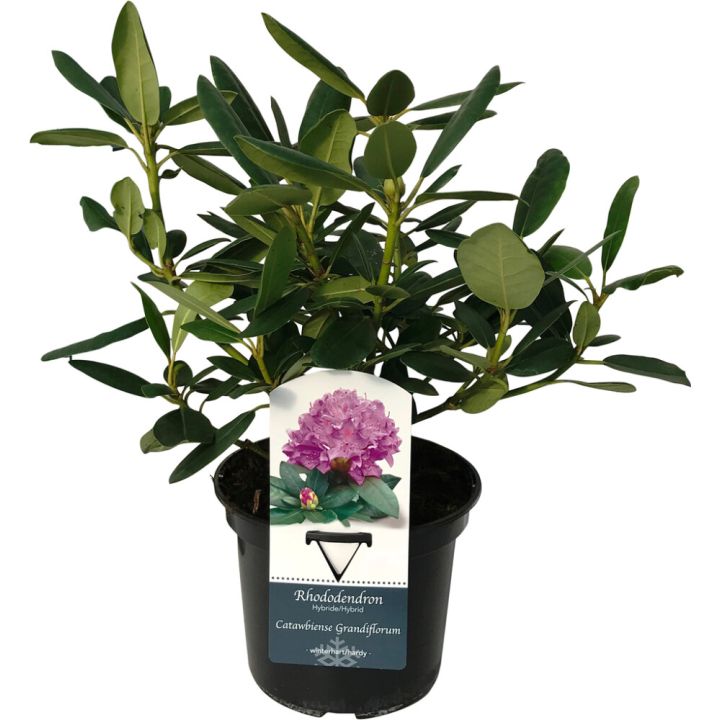 Alppiruusu Rhododendron Grandiflorum P13