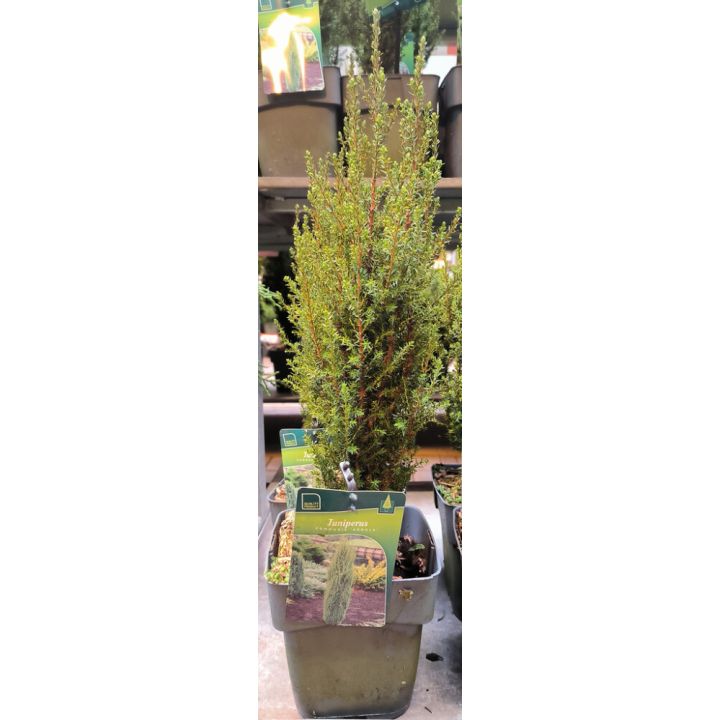 Pilarikataja Juniperus Communis Arnold P17