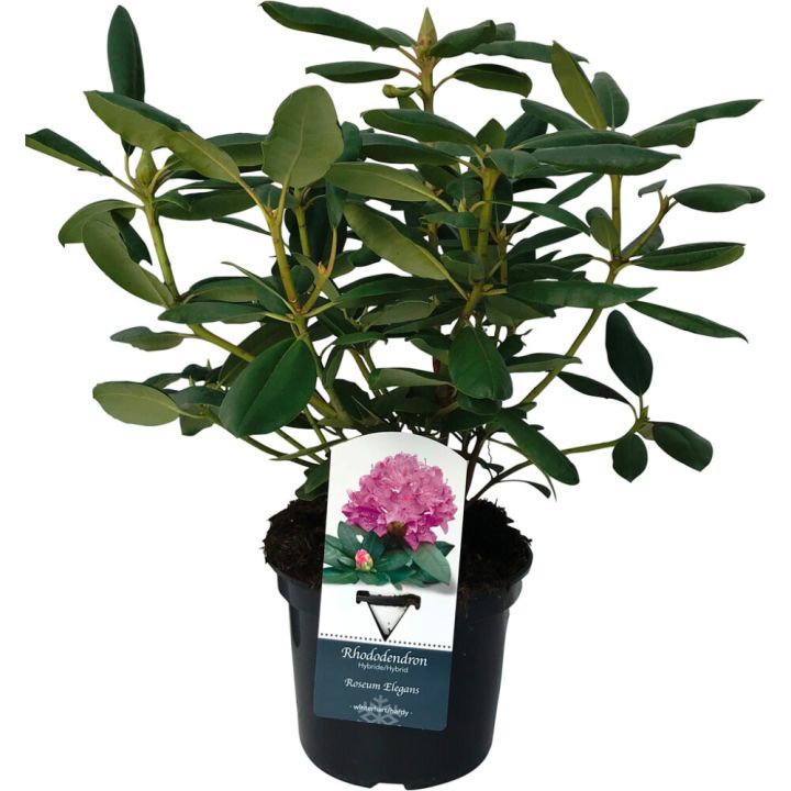 Alppiruusu Rhododendron Roseum Elegans P13
