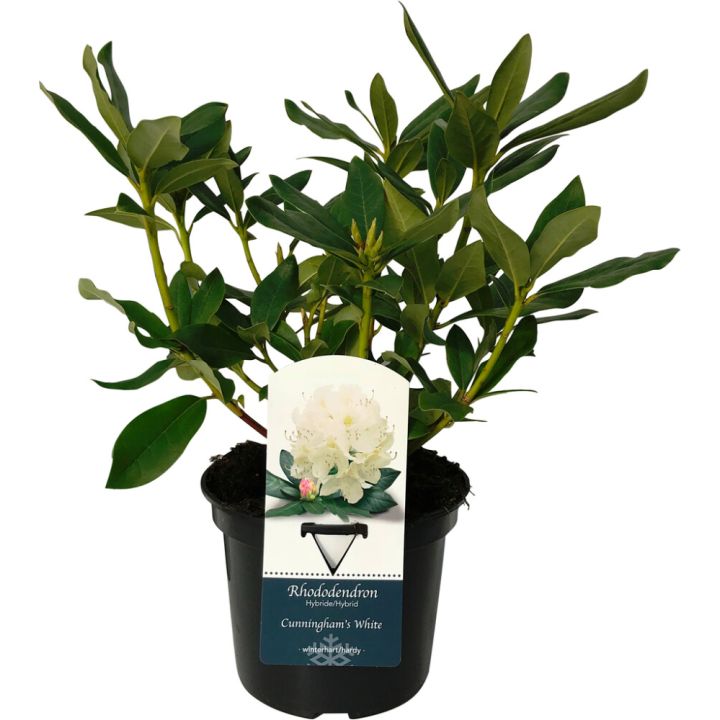 Alppiruusu Rhododendron Cunningham White P13