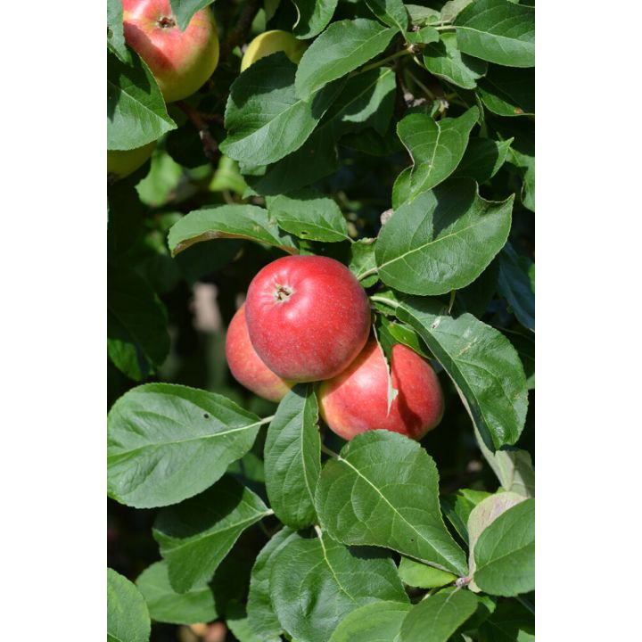 Omena Malus Domestica Sandra
