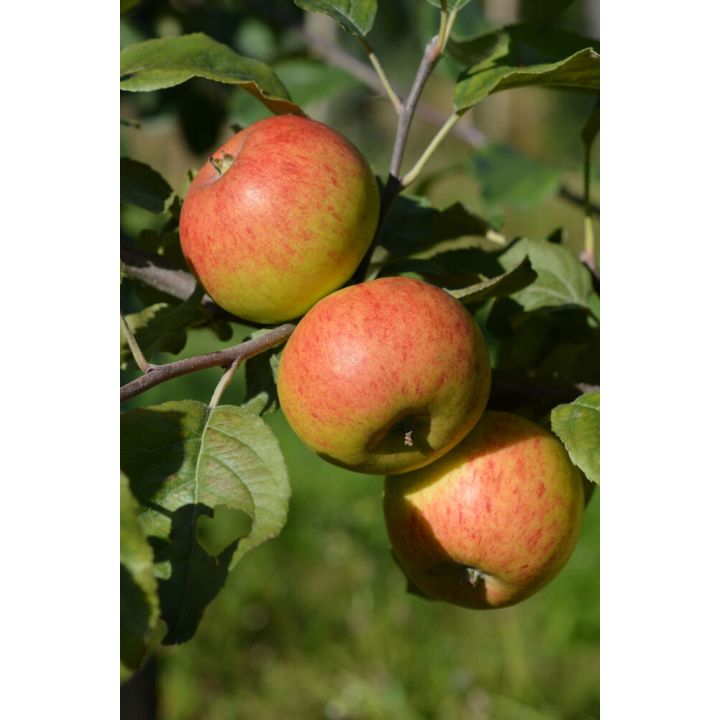 Omenapuu Malus Domestica Grenman