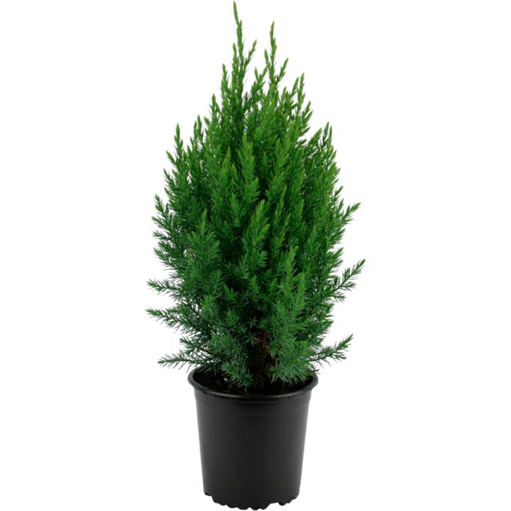 Kiinankataja Juniperus Chinensis Stricta P19