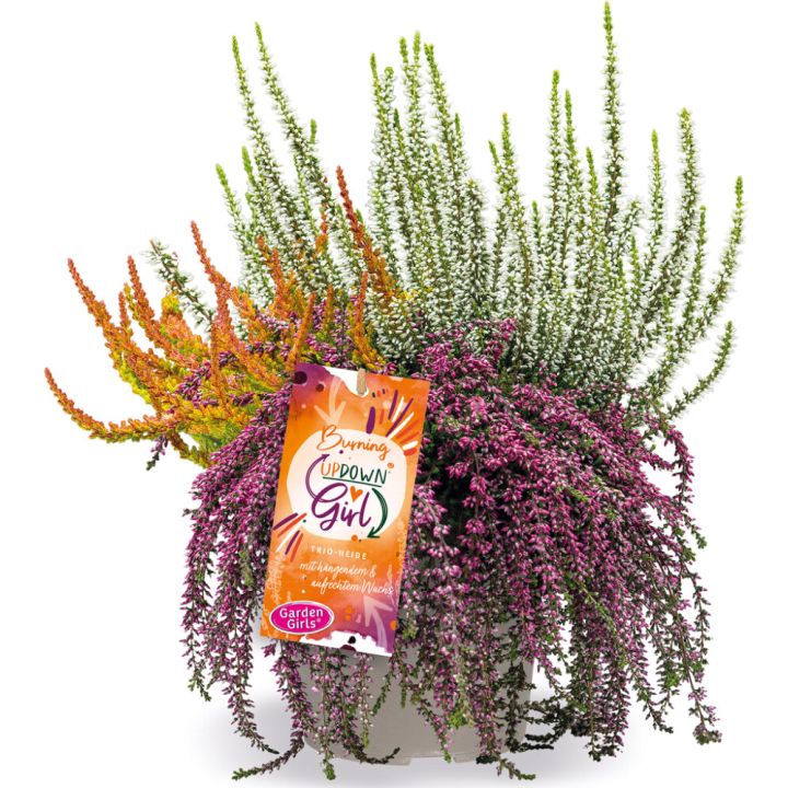 Kanerva Calluna Vulgaris Up Down Girls P12