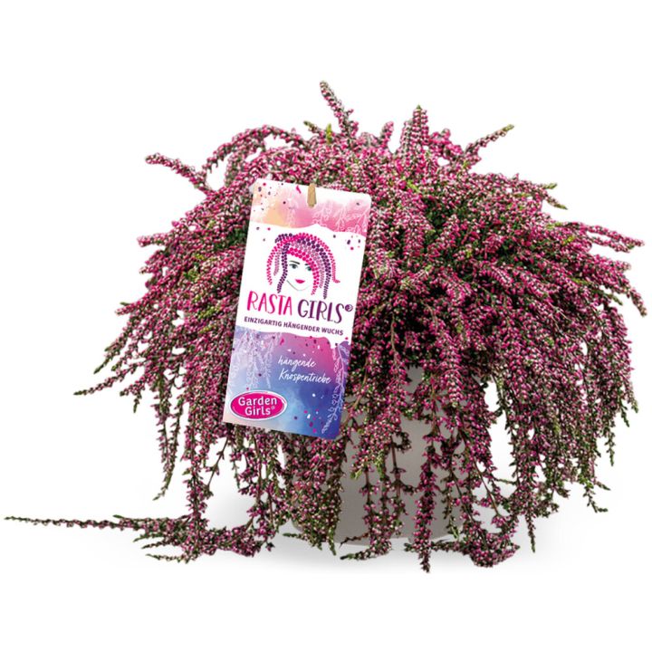Kanerva Calluna Vulgaris Rasta Girls P12