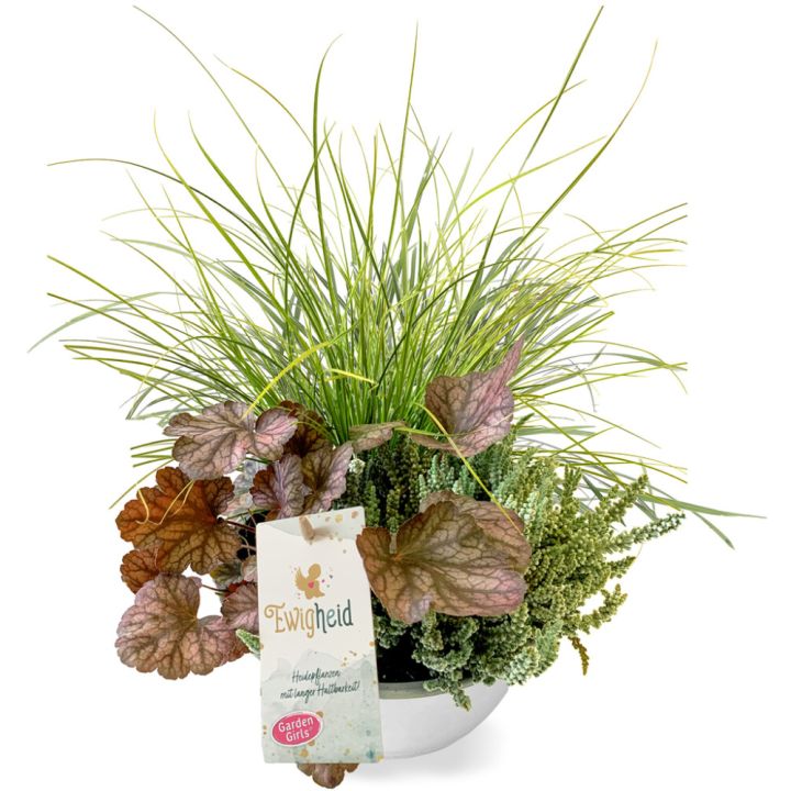 Syysistutus Ewigheid Schale