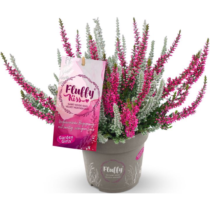 Kanerva Calluna Garden Girls Nexxt P11