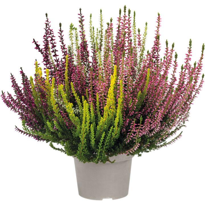 Kanerva Calluna Vulgaris Quattro Girls P13