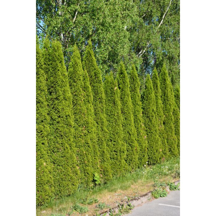 Timanttituija Thuja Occidentalis Smaragd P23