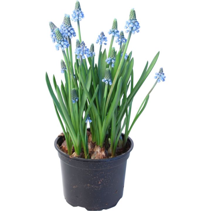 Helmililja Muscari Kotimainen sininen