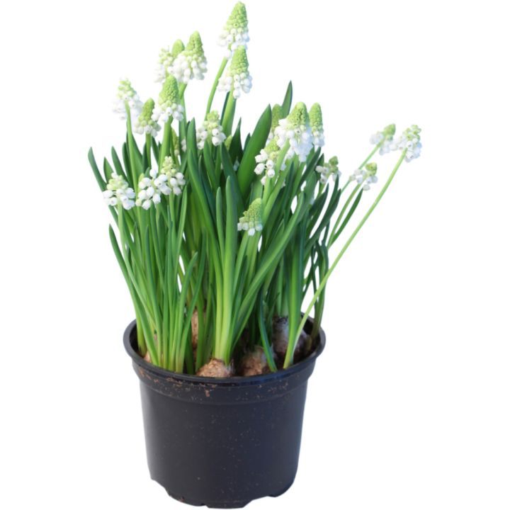 Helmililja Muscari Kotimainen valkoinen