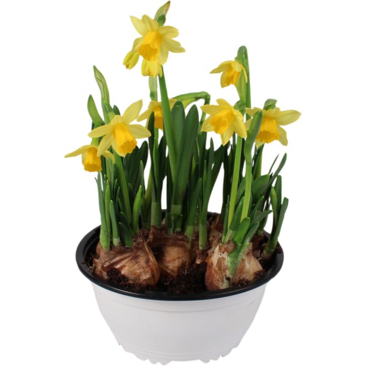 Narsissikulho Tete a Tete Kotimainen P17