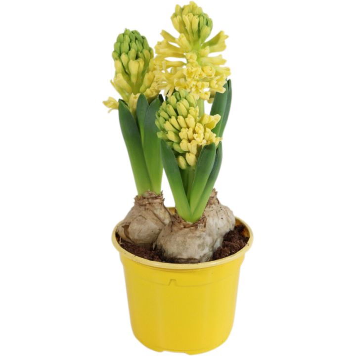Hyasintti keltainen 3 sipulia