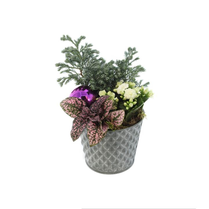 Jouluistutus Joulun Ilo