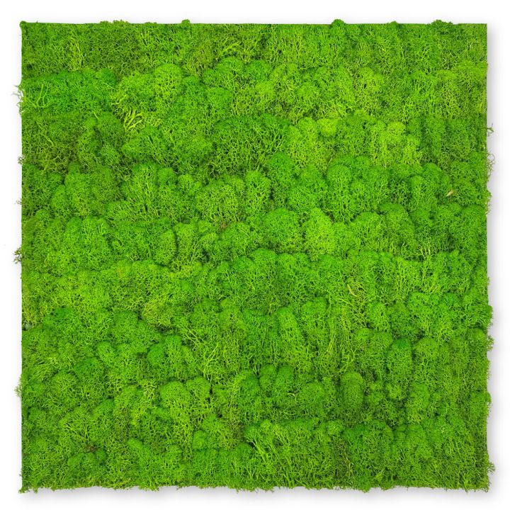 Seinäpaneeli Jangal Moss Bright Green 52 x 52 cm