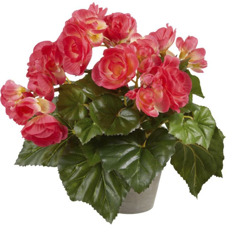 Silkkikasvi Begonia vaaleanpunainen