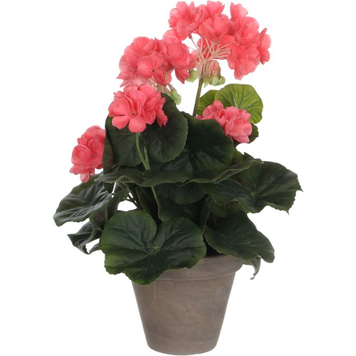 Silkkikasvi pelargonia 11,5 cm lohenpunainen