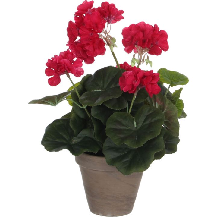 Silkkikasvi pelargonia 11,5 cm tummapinkki