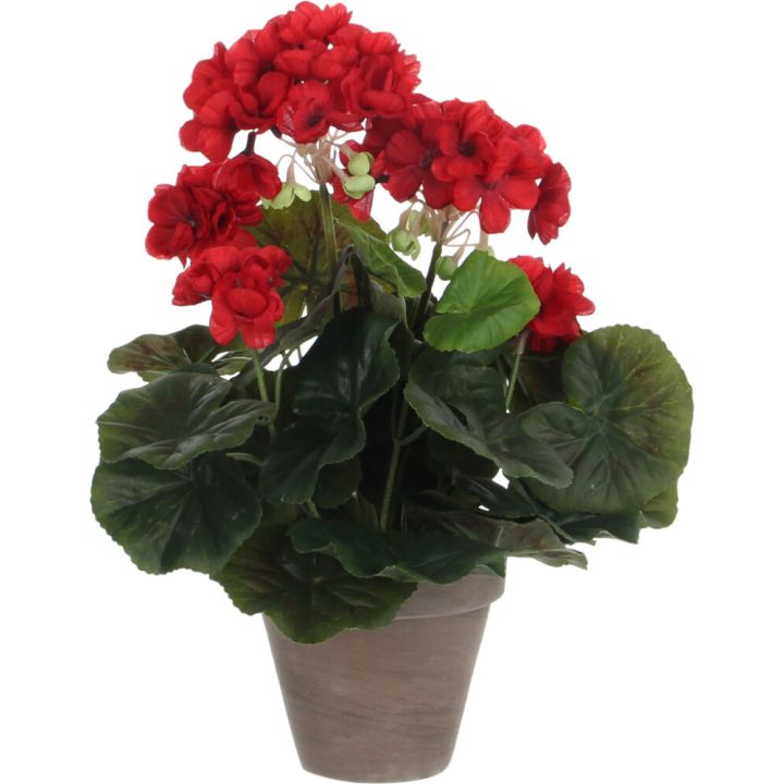 Silkkikasvi pelargonia P11,5 cm punainen