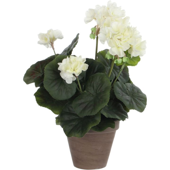 Silkkikasvi pelargonia P11,5 cm luonnonvalkoinen