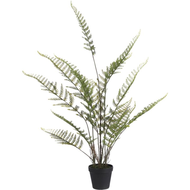 Silkkikasvi Saniainen 91 cm