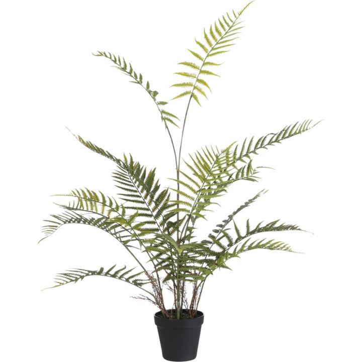 Silkkikasvi Saniainen Fern Adiantum 91 cm