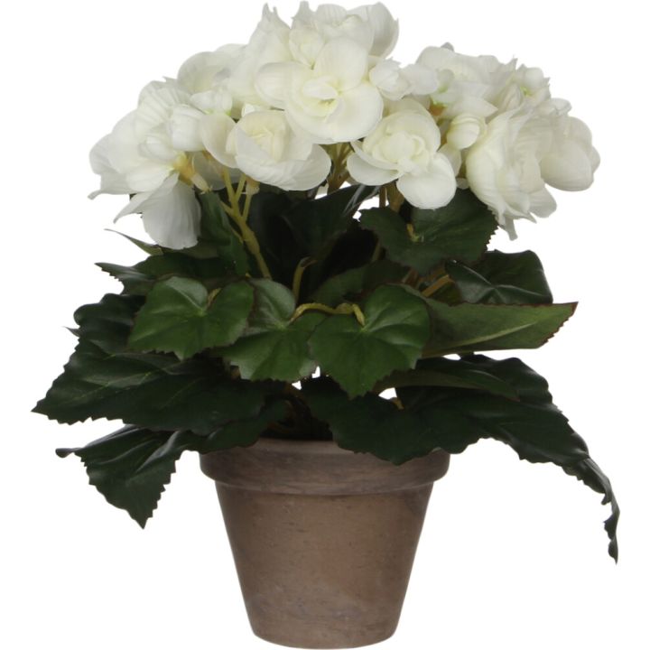 Silkkikasvi begonia valkoinen P9