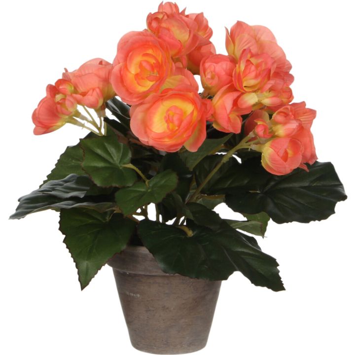 Silkkikasvi begonia lohenpunainen P9