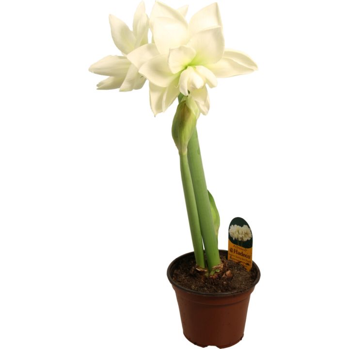 Amaryllis kotimainen 2-vanainen valkoinen
