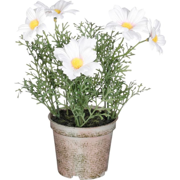 Silkkikasvi päivänkakkara valkoinen 21,5 x 13 cm