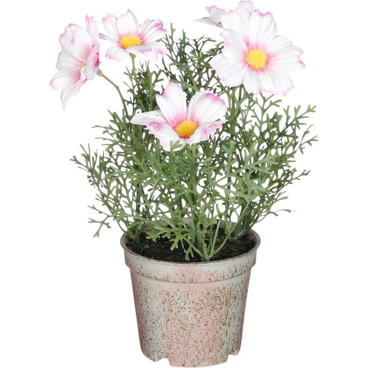 Silkkikasvi päivänkakkara pinkki 21,5 x 13 cm
