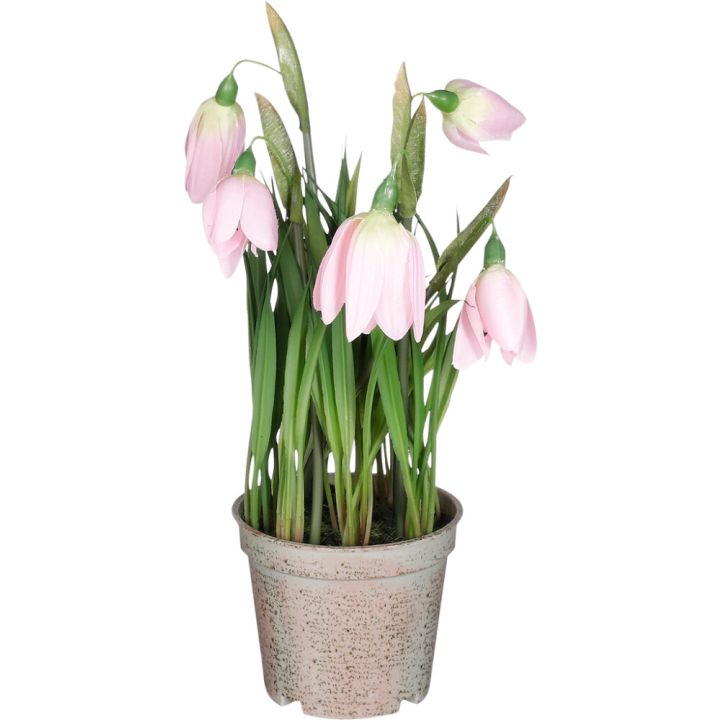 Silkkikasvi pikarililja pinkki 23 x 12 cm