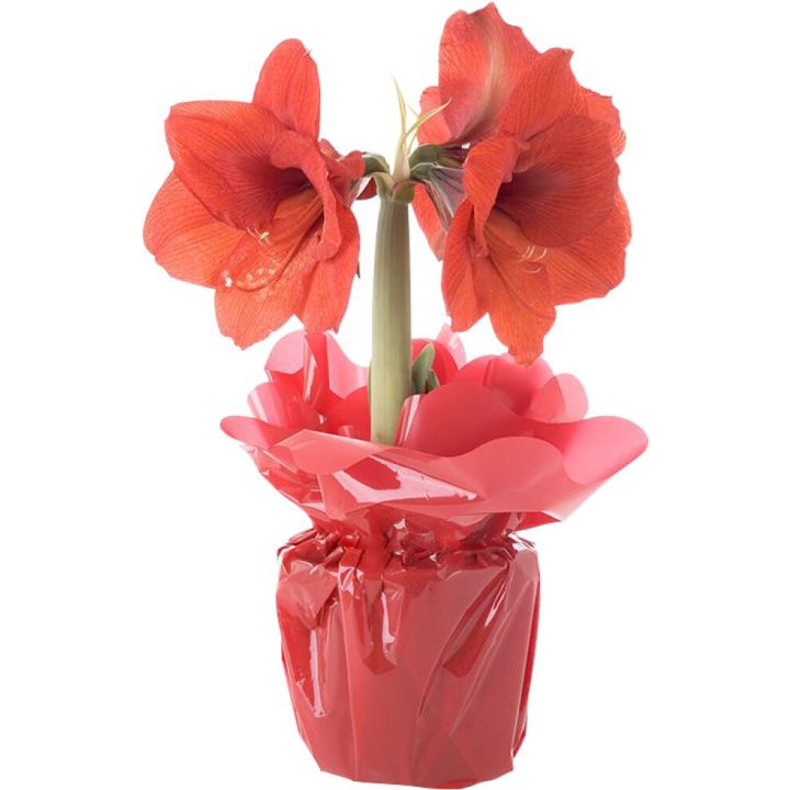 Amaryllis Kotimainen rondellassa 2 vanaa punainen