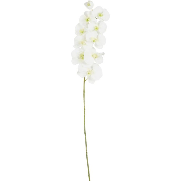 Koristeoksa Perhoskämmekkä 91 cm valkoinen