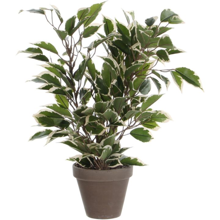 Silkkikasvi  Limoviikuna 40 cm