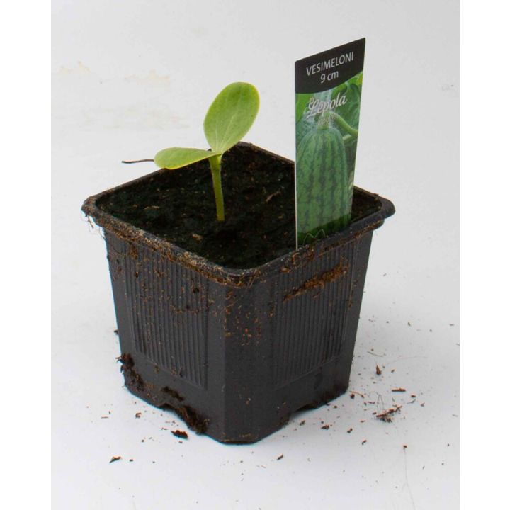 Vesimeloni Kotimainen Ø 9 cm