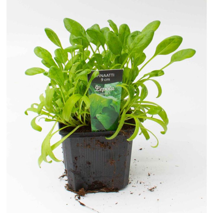 Pinaatti Kotimainen Ø 9 cm