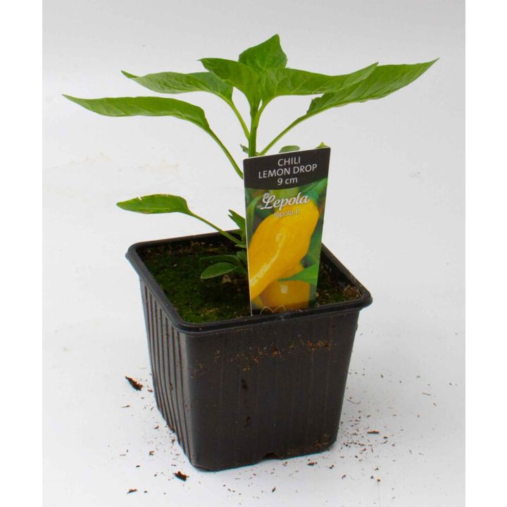 Chili Lemon Drop Kotimainen Ø 9 cm